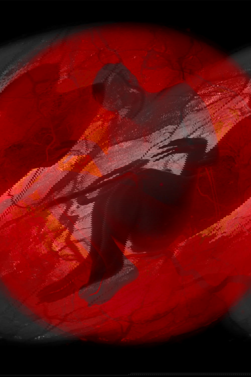 Anime Artwork